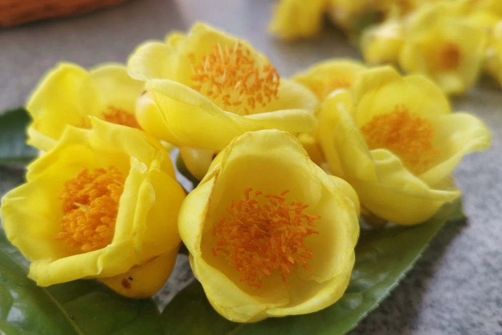 金花茶不良反應 金花茶不良反應