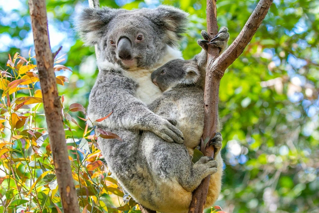 黃金海岸旅遊攻略