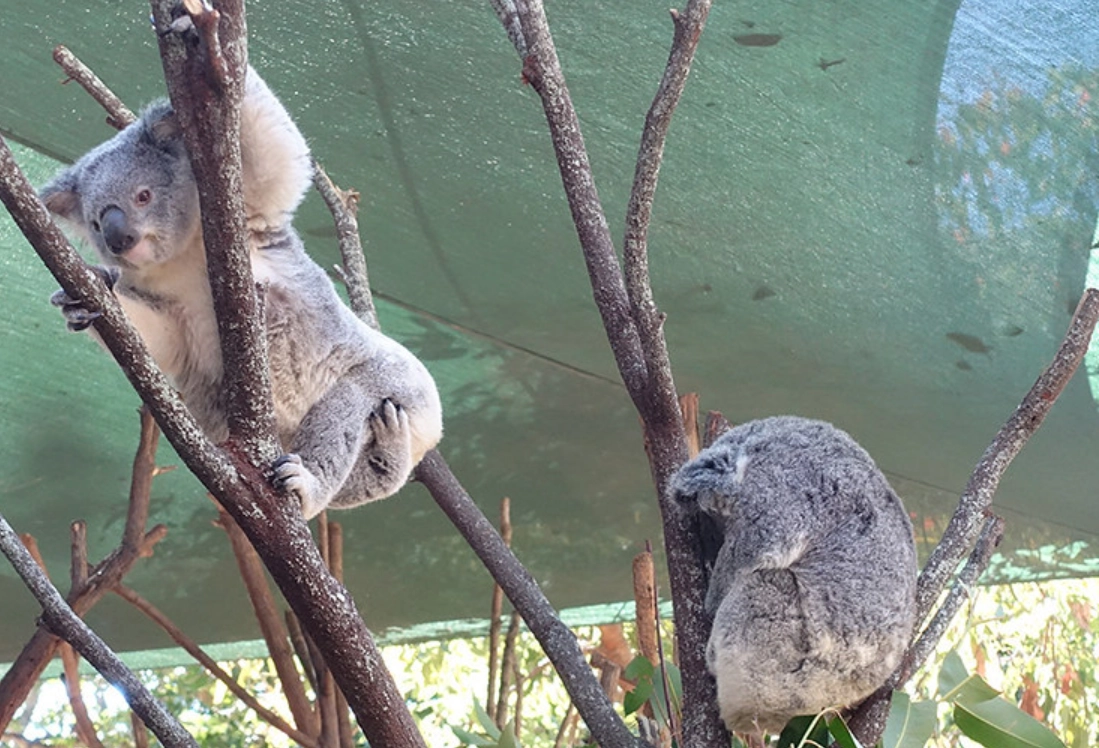 澳洲黃金海岸自由行