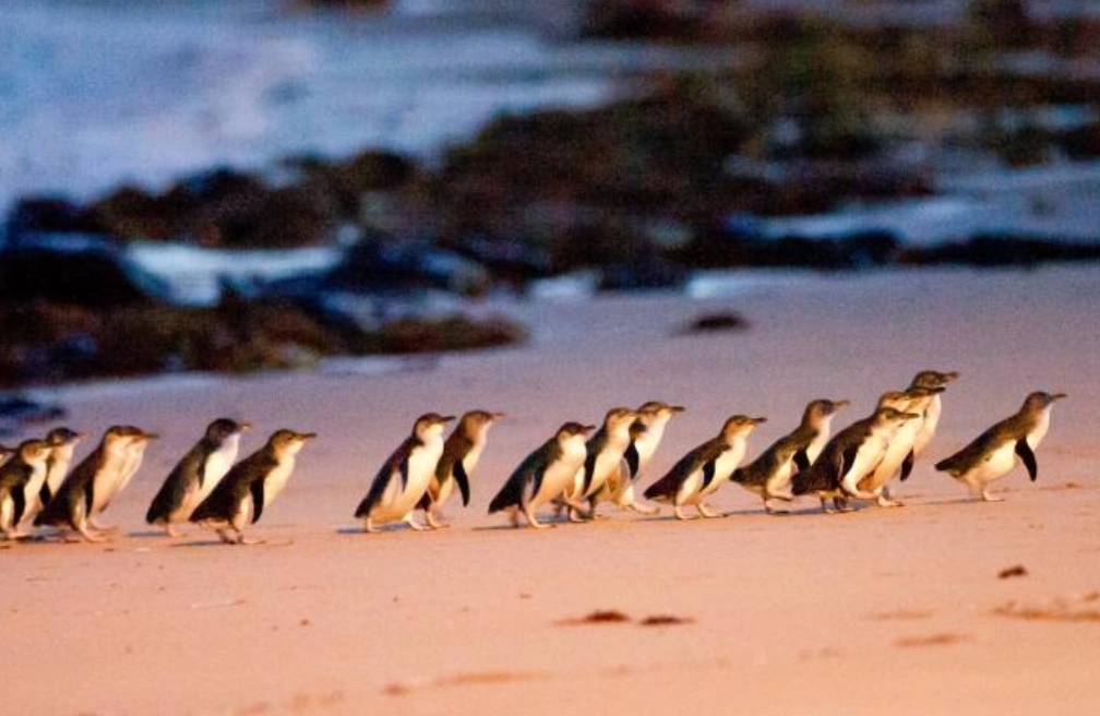 墨爾本行程規劃