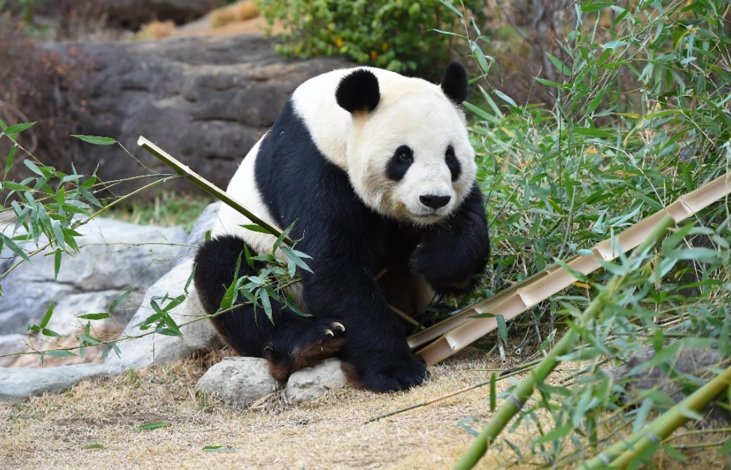 東京親子自由行 東京親子自由行