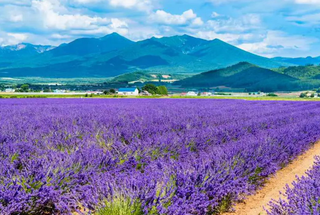 北海道富良野旅遊 北海道富良野旅遊