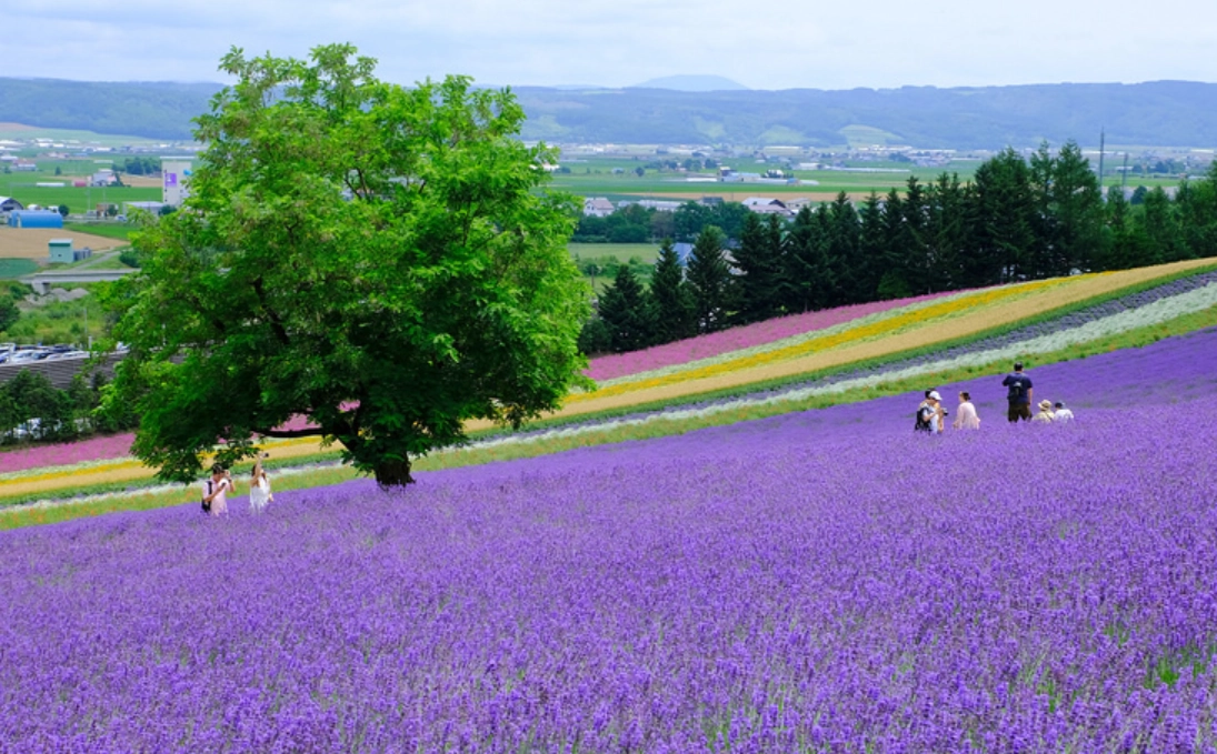 富田農場 富田農場