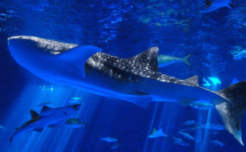 鹿兒島親子景點