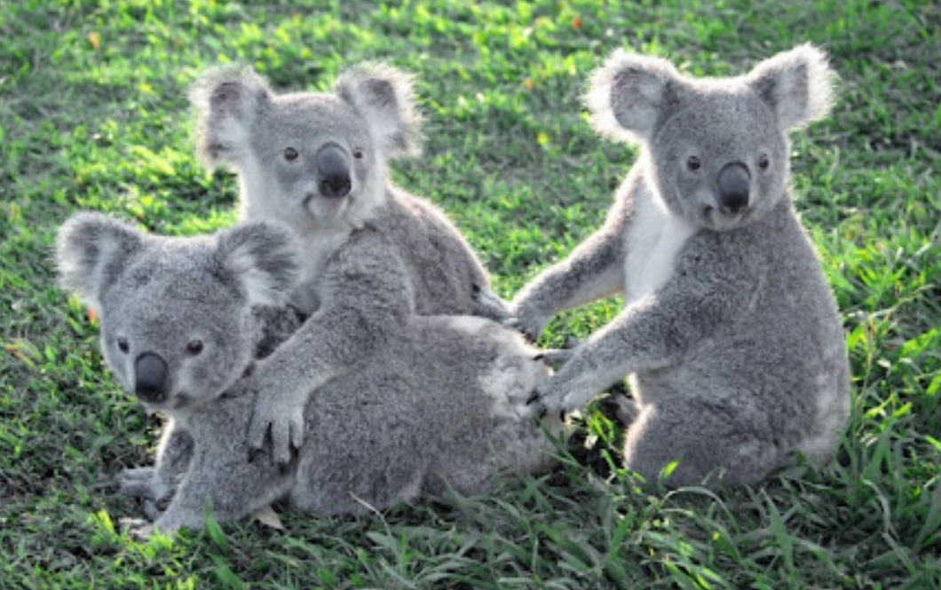 布里斯本一日遊行程