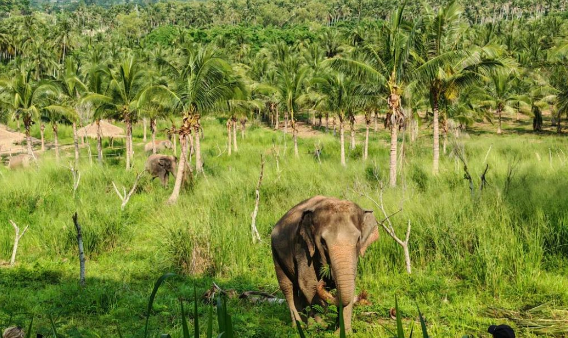芭達雅自由行 芭達雅自由行
