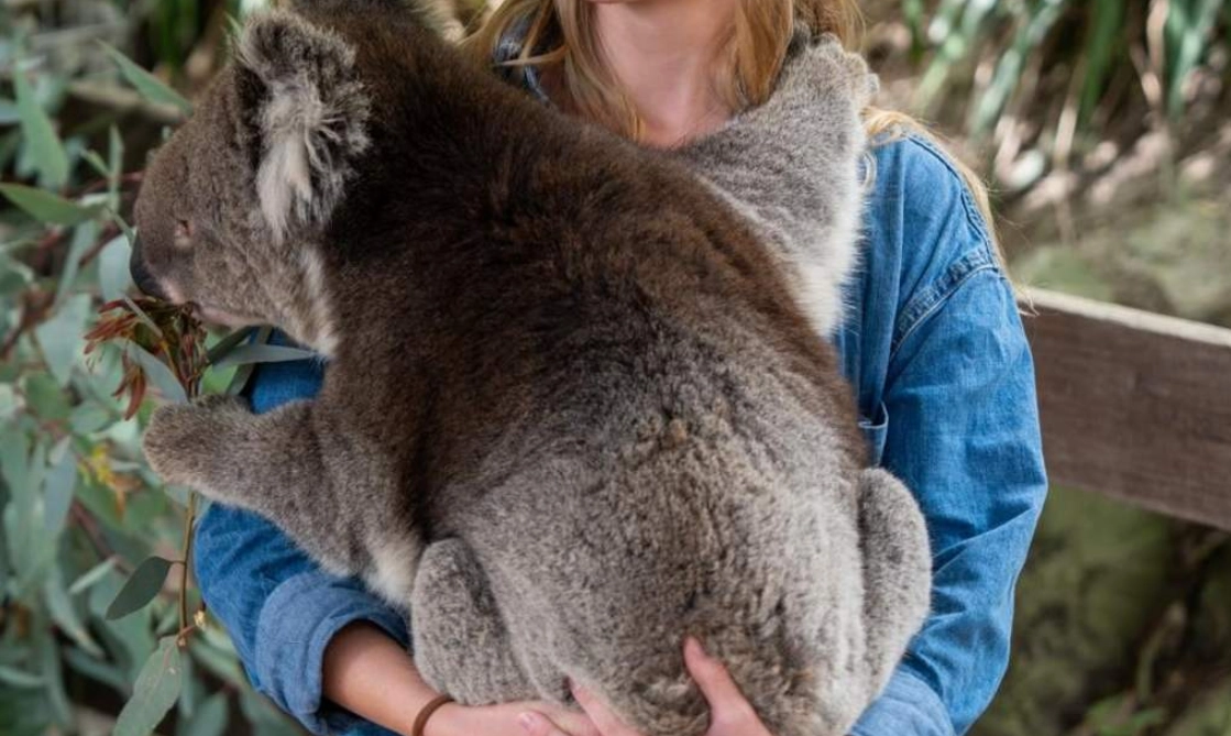 布里斯本近郊一日遊