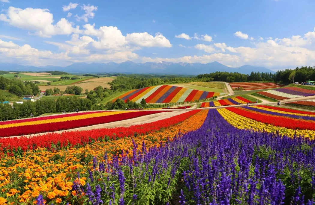 富良野行程安排